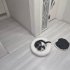 Kısır erkek kedi fotoğraf