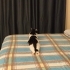 Kısır erkek kedi fotoğraf