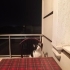 Kısır erkek kedi fotoğraf