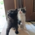 Acilen ömürlük yuva aranıyor fotoğraf