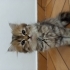 🐾 ÜCRETSİZ YUVA ARANIYOR 🐾 2 aylık yavru fotoğraf