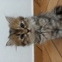 🐾 ÜCRETSİZ YUVA ARANIYOR 🐾 2 aylık yavru fotoğraf