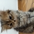🐾 ÜCRETSİZ YUVA ARANIYOR 🐾 2 aylık yavru fotoğraf