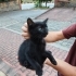 Bu minik canlara can olalım fotoğraf