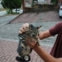 Bu minik canlara can olalım fotoğraf