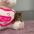 İNSAN CANLISI, OYUN MERAKLISI KEDİMİZİ SAHİPLENDİRİYORUZ fotoğraf