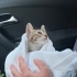 İNSAN CANLISI, OYUN MERAKLISI KEDİMİZİ SAHİPLENDİRİYORUZ fotoğraf
