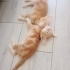 1 AYLIK DİŞİ VE ERKEK BEBİŞLER..!! fotoğraf