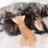1 AYLIK DİŞİ VE ERKEK BEBİŞLER..!! fotoğraf