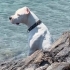 Pabloya kalıcı ömürlük bir yuva fotoğraf