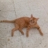 Balımıza Acil Yuva Arıyoruz fotoğraf