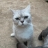 1.5 YAŞ CİVARI BRİTİSH SORTHAİR KISIR..!! fotoğraf