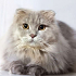 0534 216 08 72 SCOTISH FOLD LONGHAIR CİNSİ KISIR OĞLUM ZEUS'A ÖMÜRLÜK YUVA fotoğraf