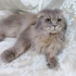 0534 216 08 72 SCOTISH FOLD LONGHAIR CİNSİ KISIR OĞLUM ZEUS'A ÖMÜRLÜK YUVA fotoğraf