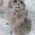 0534 216 08 72 SCOTISH FOLD LONGHAIR CİNSİ KISIR OĞLUM ZEUS'A ÖMÜRLÜK YUVA fotoğraf