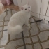 Sicak bir yuva arıyoruz fotoğraf