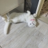 Kediye alerjim çıktığı için bakamıyorum acil yuva aranıyor fotoğraf