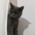 Kısırlaştırılmış erkek kedi fotoğraf