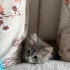 🐾 ÖMÜRLÜK YUVA ARIYORUZ 🏡🤍 fotoğraf