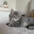 🐾 ÖMÜRLÜK YUVA ARIYORUZ 🏡🤍 fotoğraf