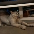 Sokağa Atılmış Üretim Mağduru Dünya Güzeli Mia’ya Geçici Kalıcı Yuva 🐾 fotoğraf