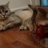 Sokağa Atılmış Üretim Mağduru Dünya Güzeli Mia’ya Geçici Kalıcı Yuva 🐾 fotoğraf
