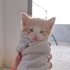 1 Aylık Erkek Sarman Purrito fotoğraf