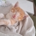 1 Aylık Erkek Sarman Purrito fotoğraf