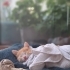1 Aylık Erkek Sarman Purrito fotoğraf