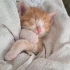 1 Aylık Erkek Sarman Purrito fotoğraf