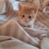 1 Aylık Erkek Sarman Purrito fotoğraf