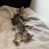 1 aylık minik patiler neşe katacak fotoğraf