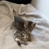 1 aylık minik patiler neşe katacak fotoğraf