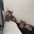 1 aylık minik patiler neşe katacak fotoğraf