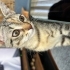 Ailesini kazada kaybetti acil yuva arıyoruz fotoğraf
