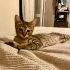 ÇOK ACİL KALICI YUVA ARIYORUZ fotoğraf
