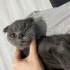 ücretsiz sahiplendirme fotoğraf