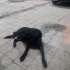 ÖMÜRLÜK YUVA ARIYORUZ fotoğraf