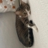 Tuvalet eğitimi olan uslu kedi dişi fotoğraf