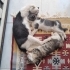 3 küçük yavruya acil yuva aranıyor fotoğraf