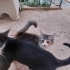 3 küçük yavruya acil yuva aranıyor fotoğraf