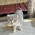 Scottish Fold yavruya acil yuva fotoğraf