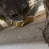 Scottish Fold yavruya acil yuva fotoğraf