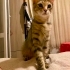 DİŞİ KISIR EV KEDİSİNE YUVA fotoğraf