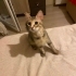 DİŞİ KISIR EV KEDİSİNE YUVA fotoğraf