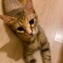 DİŞİ KISIR EV KEDİSİNE YUVA fotoğraf