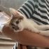 Minik kuş yuva arıyor fotoğraf