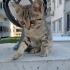 BEBEK BAKLA ACIL YUVA ARIYOR fotoğraf