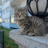 BEBEK BAKLA ACIL YUVA ARIYOR fotoğraf