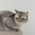 Yumuşak huylu british kedi fotoğraf